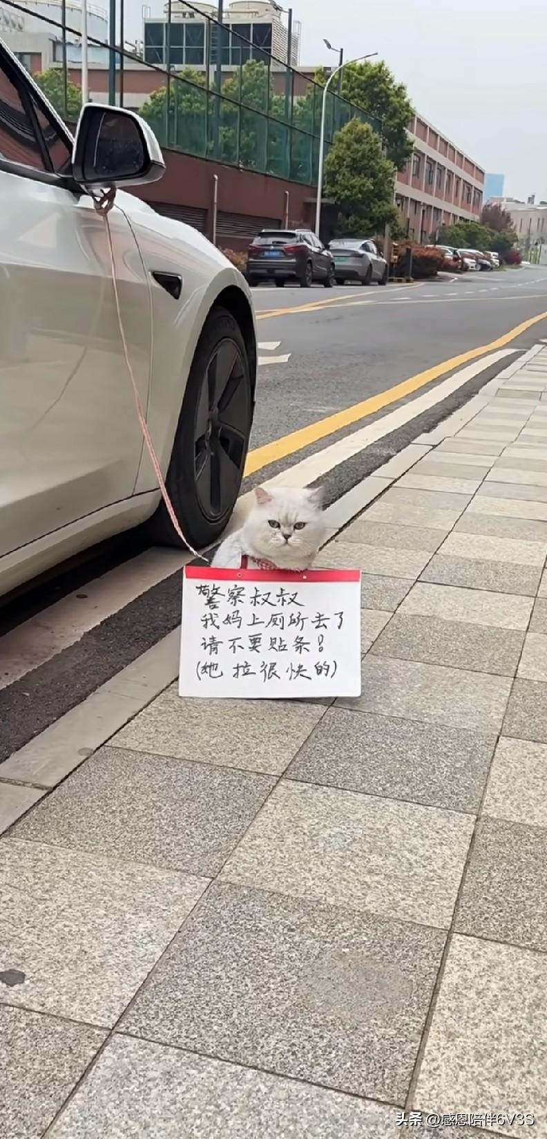 车子临时往路边一靠，主人急着去洗手间，留着猫咪举着纸条求情，拜托警察叔叔别贴罚单