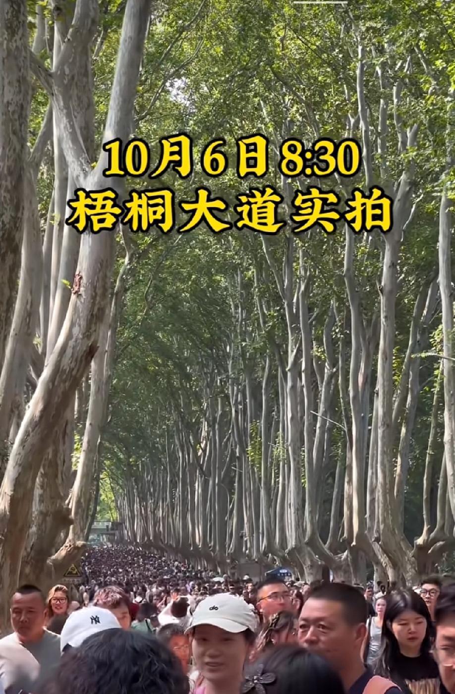 南京的朋友出来说一下，这是真的吗？两排梧桐树有啥可看的？我的老天爷，看到这张