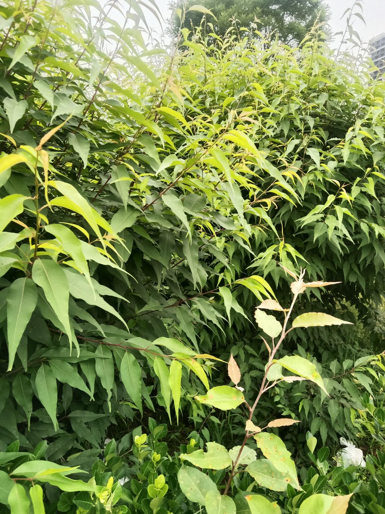 昨天发生了一件怪事，一个软萌萌的东西进了我的后脖颈。感觉有点惊慌，就好像是一只大