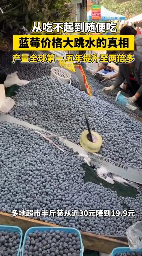 这阵子逛超市的人都发现了：以前论颗数着吃的蓝莓，现在敢整盒往购物车里放了！春节时