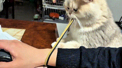 乖乖嘞，小姐姐正专心玩电脑，胳膊上戴着皮筋怪好看嘞。调皮小猫一眼盯上，叼住皮筋