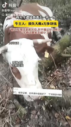 “赔大了！”9月26日吉林延边，男子将自家两只牛放在家门口吃草，不料一个不注意，