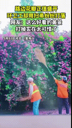 大煞风景，看了想爆粗口。5月6日河北网友发布视频，路边这一大片蔷薇开得正艳，形