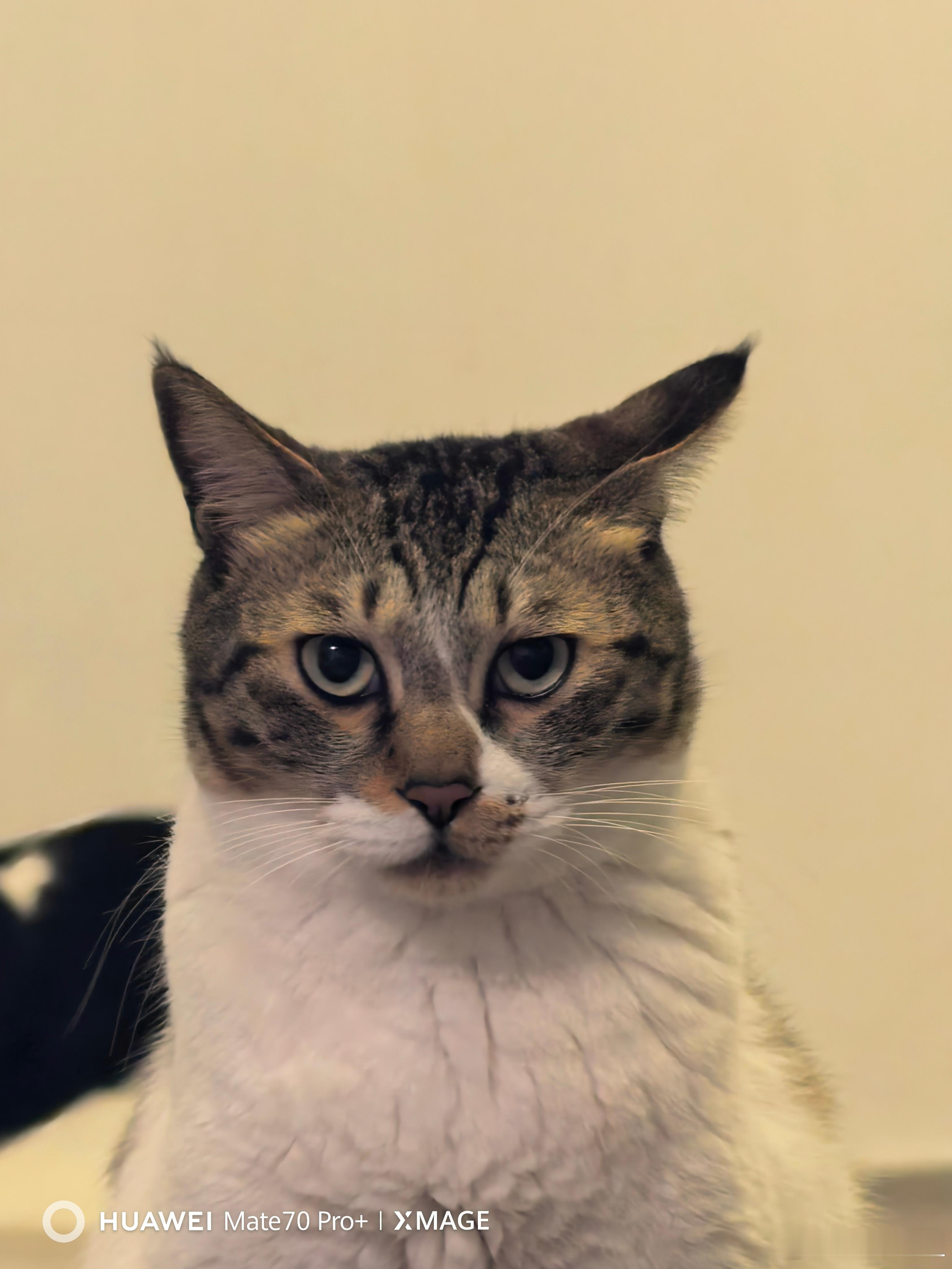 溜猫，交到个新朋友。