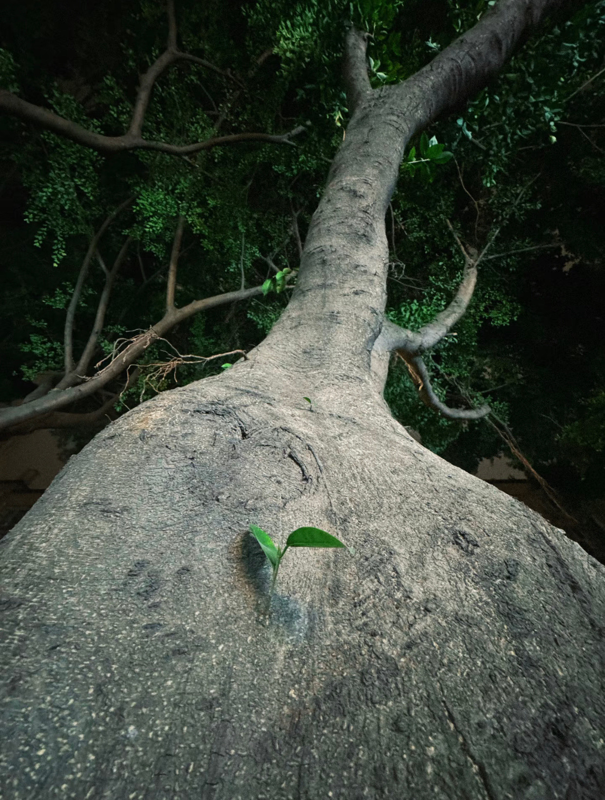 爸爸妈妈亲不要和我分享这些