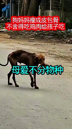 这一幕真的戳碎了无数人的心！街头一只流浪母狗，瘦得只剩下一副皮包骨头，肋骨