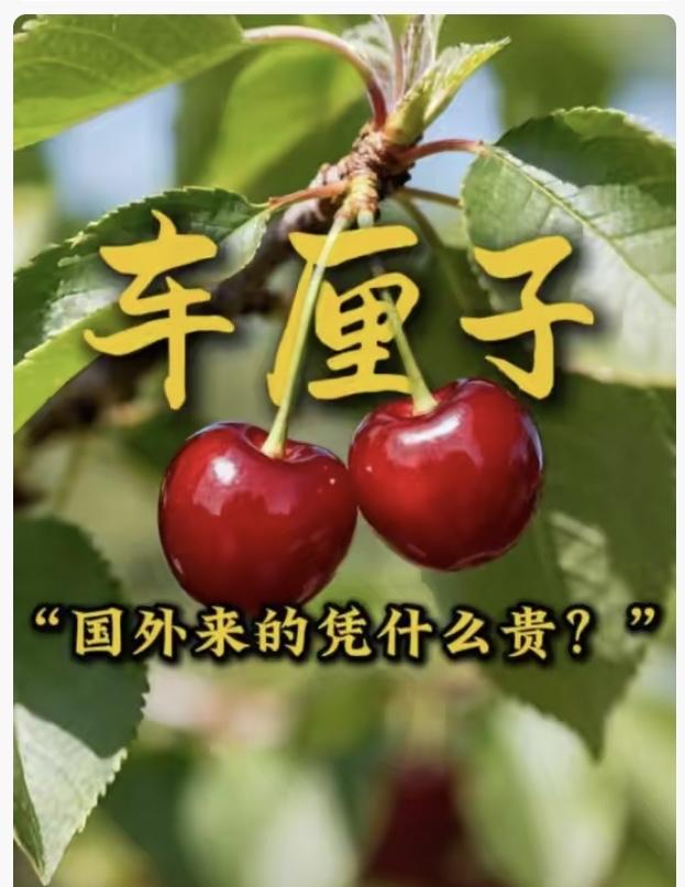 你们发现没？我们国产樱桃摘下来3-4天就容易变软烂果，进口智利车厘子漂洋过海