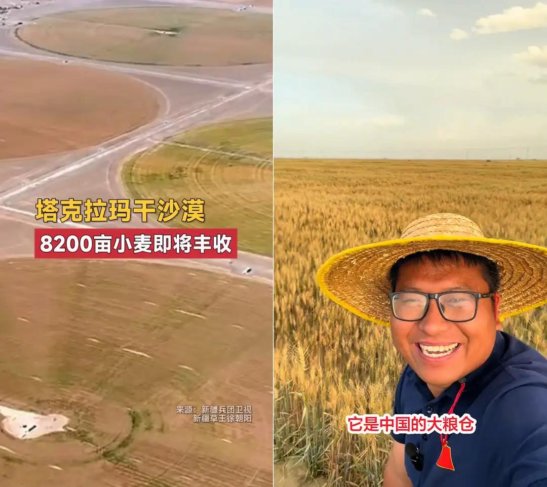 8200亩沙漠小麦即将丰收，消息曝光，震惊的必然是整个世界。谁能够想得到在沙漠
