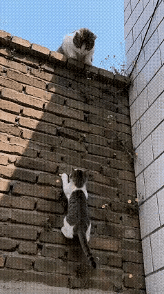 昨晚遇到一对流浪猫母子，因为不想一下子养两个，就单独收养了小猫崽。猫妈妈一路喵喵