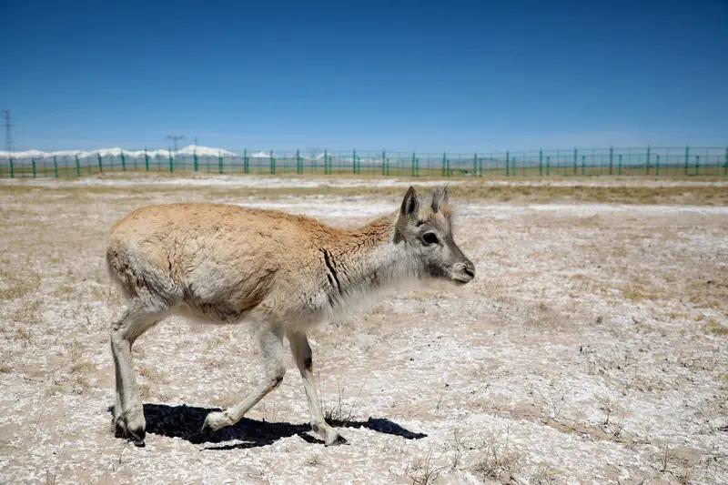 家人们看完血压飙升！在号称“生命禁区”的可可西里，居然有游客带着孩子下车喂狼，还