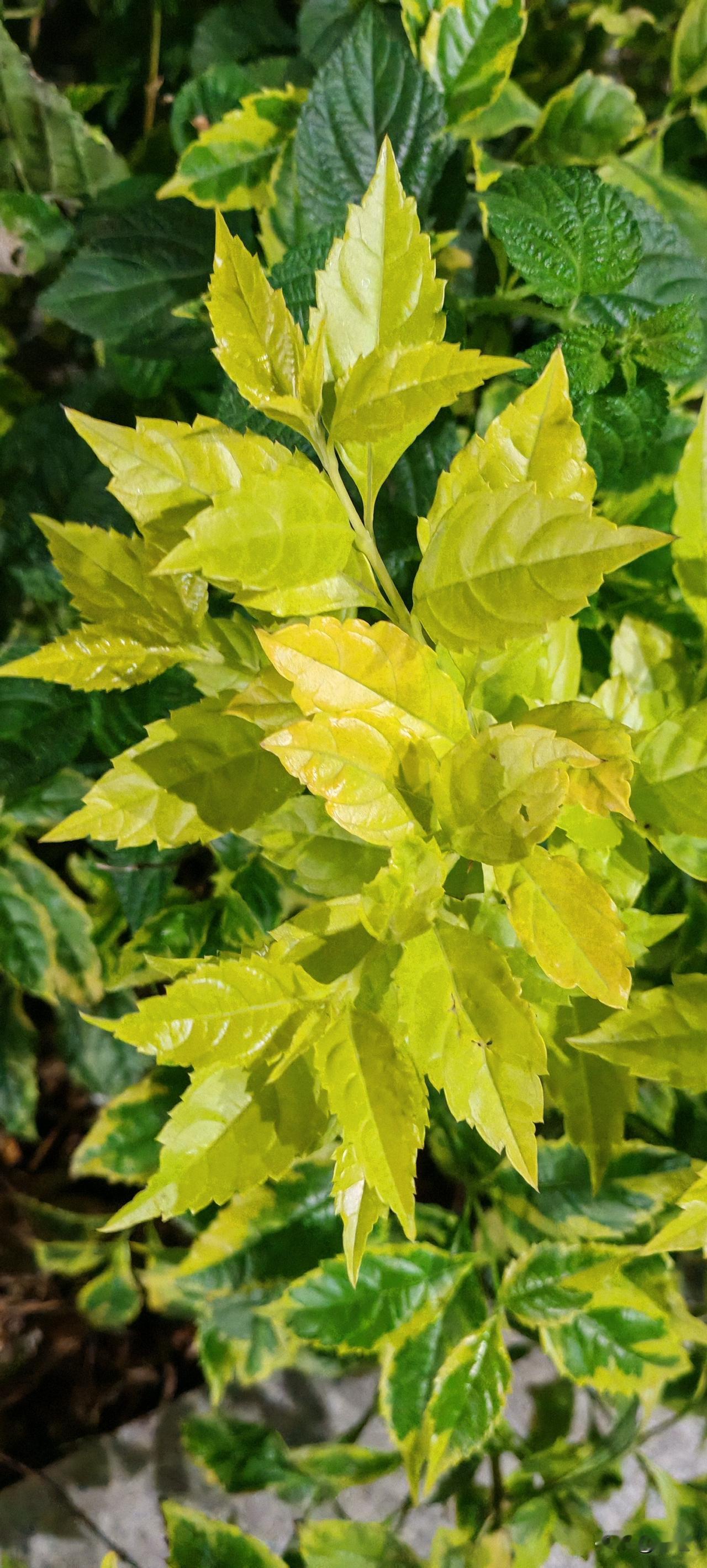 小伙子甘肃的32岁，谈了个对象33了，两人从小学到大学都是同学，恋爱谈6年了。