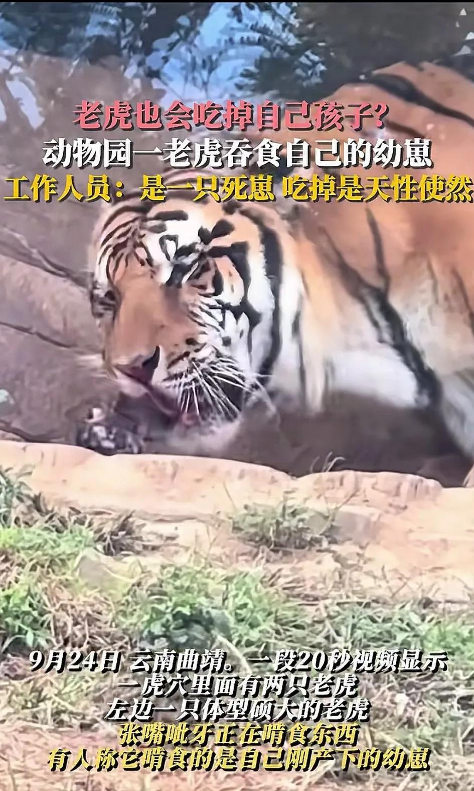 不是说虎毒不食子吗？9月24日，云南曲靖的一个动物园里就发生了这样惊悚的一幕，