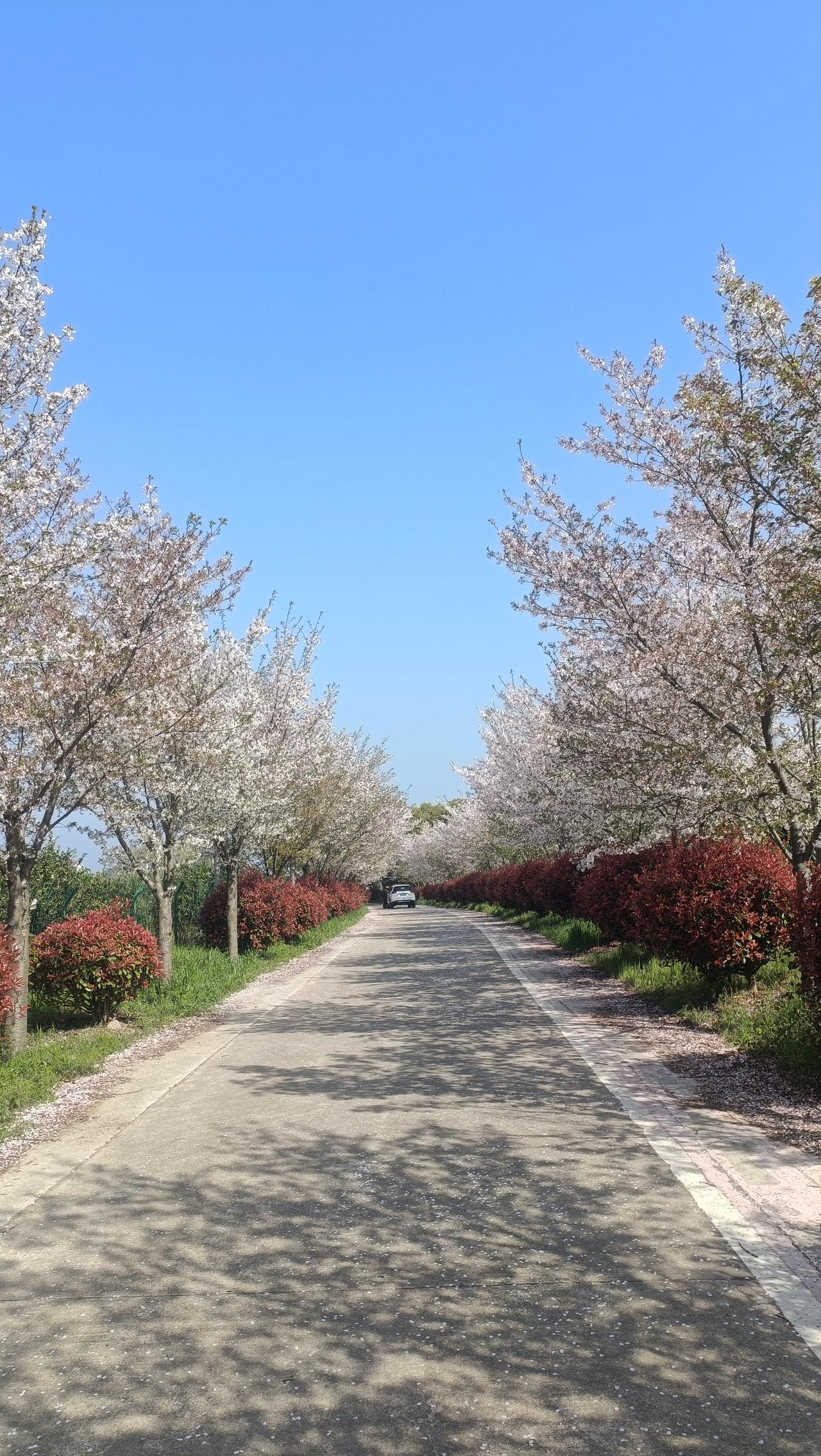 今天阳光甚好，来到樱花大道，花开正盛。绽放在道路两旁，让这个春天绚丽多彩！