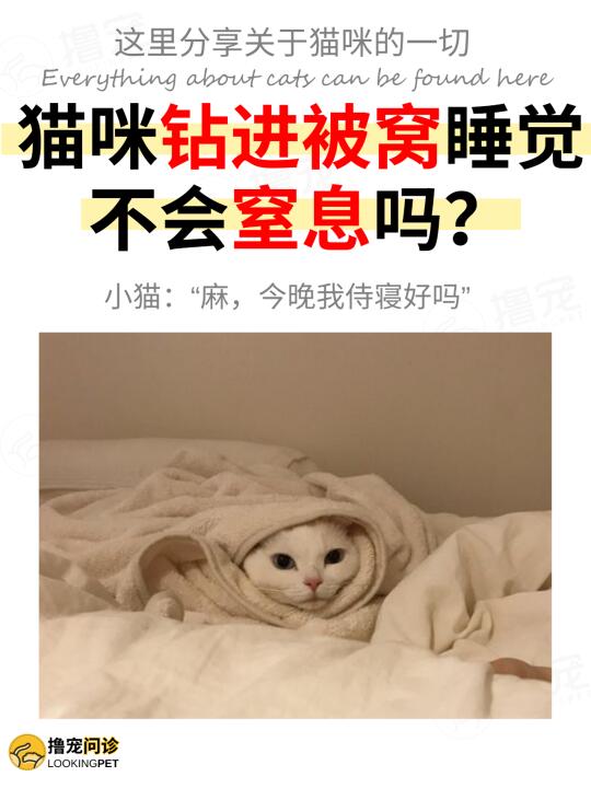 猫咪爱睡被窝？原来竟是因为这样！