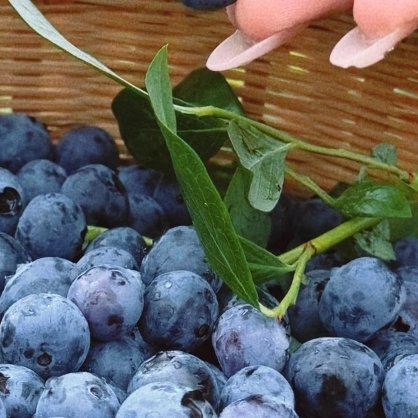 蓝莓种植第一步：选地改土（成败关键）蓝莓是“嗜酸”植物，土壤pH值必须控制在4.