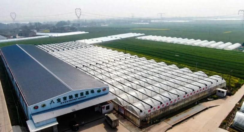 湖北无籽西瓜第一镇育出“金苗苗”，一条龙服务让瓜农稳赚春天一到，松滋八宝镇就