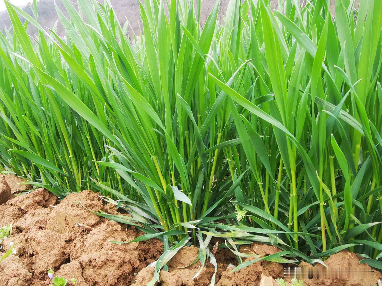 农民都有地，无地农民不存在，无需制造焦虑！第一次土改之后，农民都分得了土地农