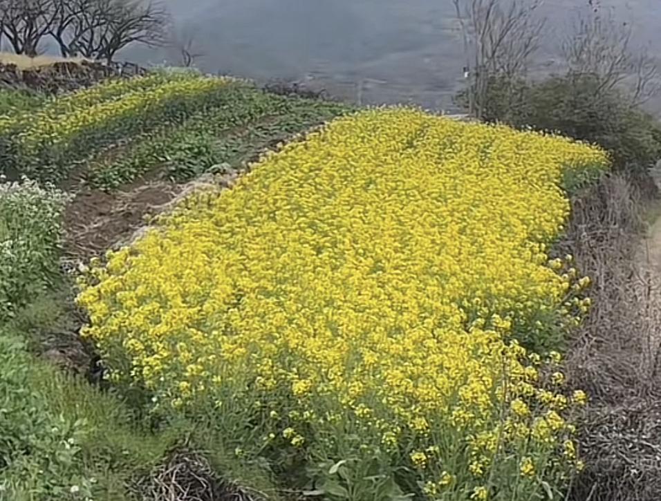 之前从来没有给油菜花打过药，为何现在反而要打药了？而且还是免费打的，背后是不是有