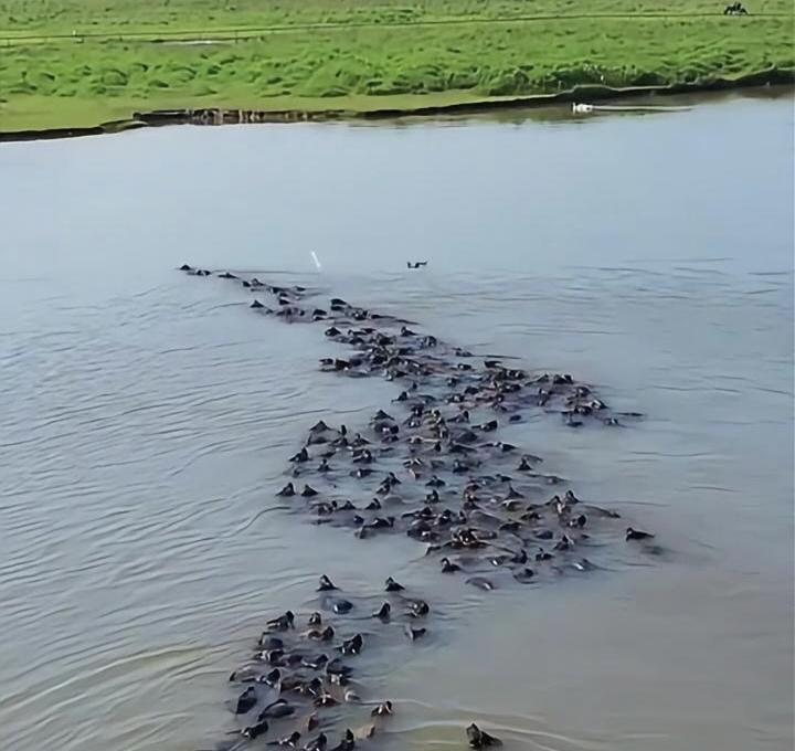 2026年4月19日，深圳龙岗河坪地段河道内出现水牛群聚集行进，相关画面引发网络