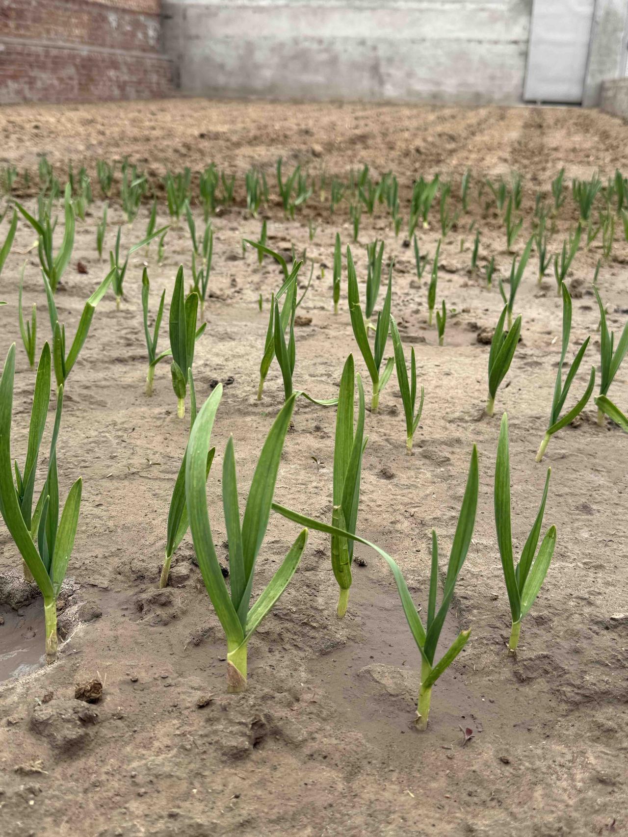 春天的脚步越来越近，感觉整个世界都在慢慢苏醒。前几天去公园溜达，发现柳树已经抽出
