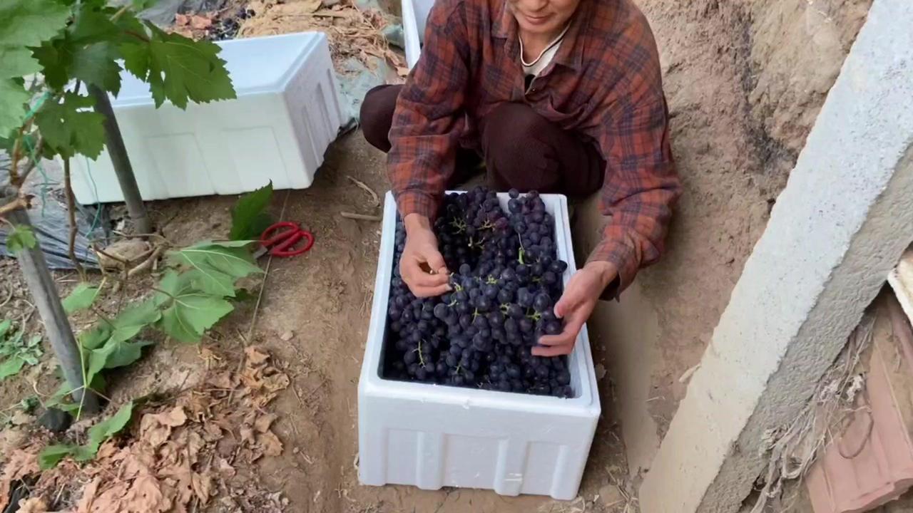 【春红三号四号葡萄双摘】🍇春红三号、四号早熟葡萄同时采摘上市，种植效果确实不错