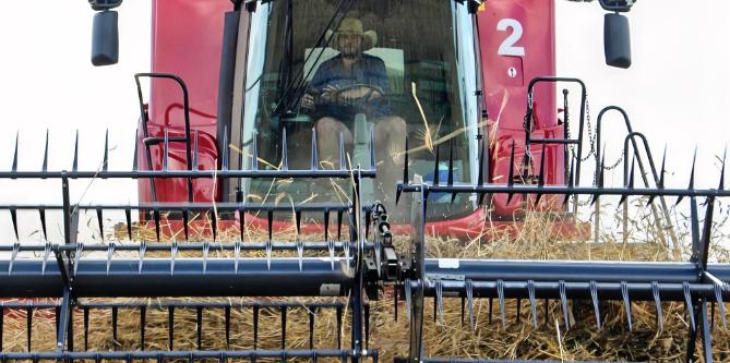 澳大利亚天塌了刚抢来的中国油菜籽大单黄了！澳洲本想靠着加拿大的贸易缺位，吃下