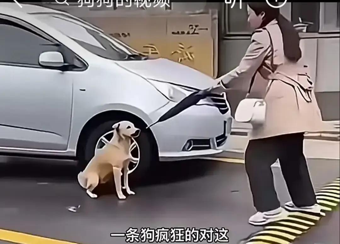 女子撑伞挡狗，被路过大娘骂“狗不咬好人”，大娘自己伸手去摸，当场被咬得血直流。