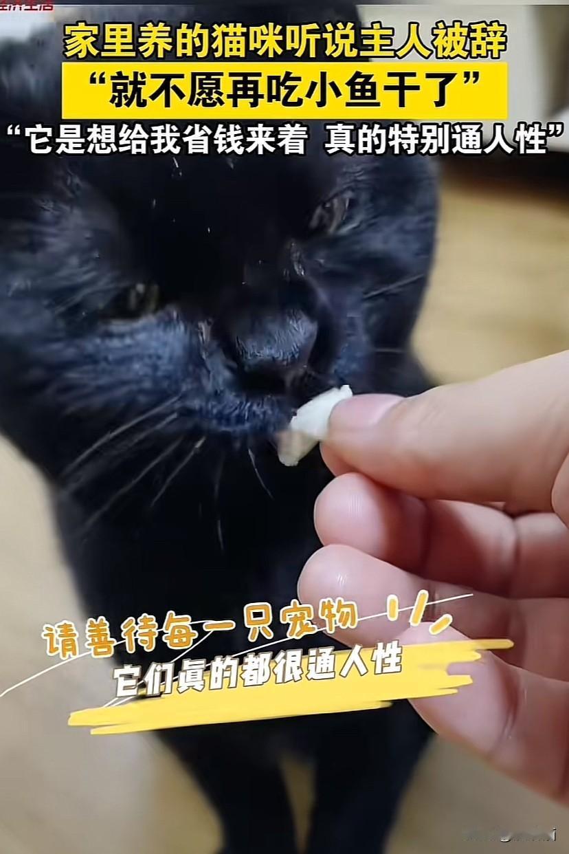 河北燕郊，家里饲养的猫咪听说主人被辞工，为了给主人节省开支，竟不愿再吃小鱼干。主