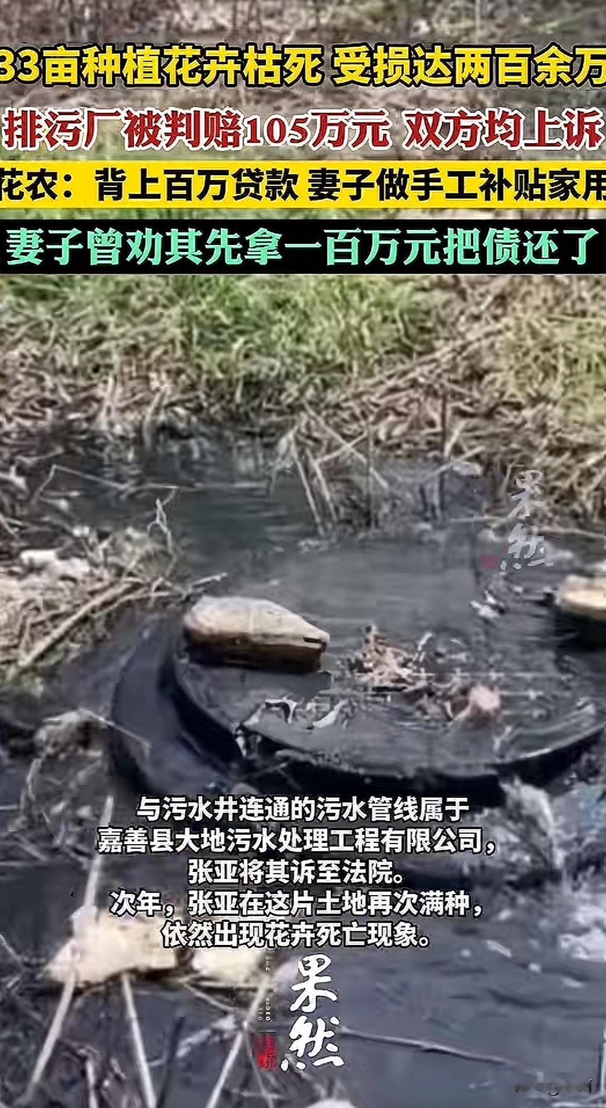 江苏花农张亚在浙江嘉善租了33亩地种菊花,2023年4月发现旁边污水井冒臭水,8