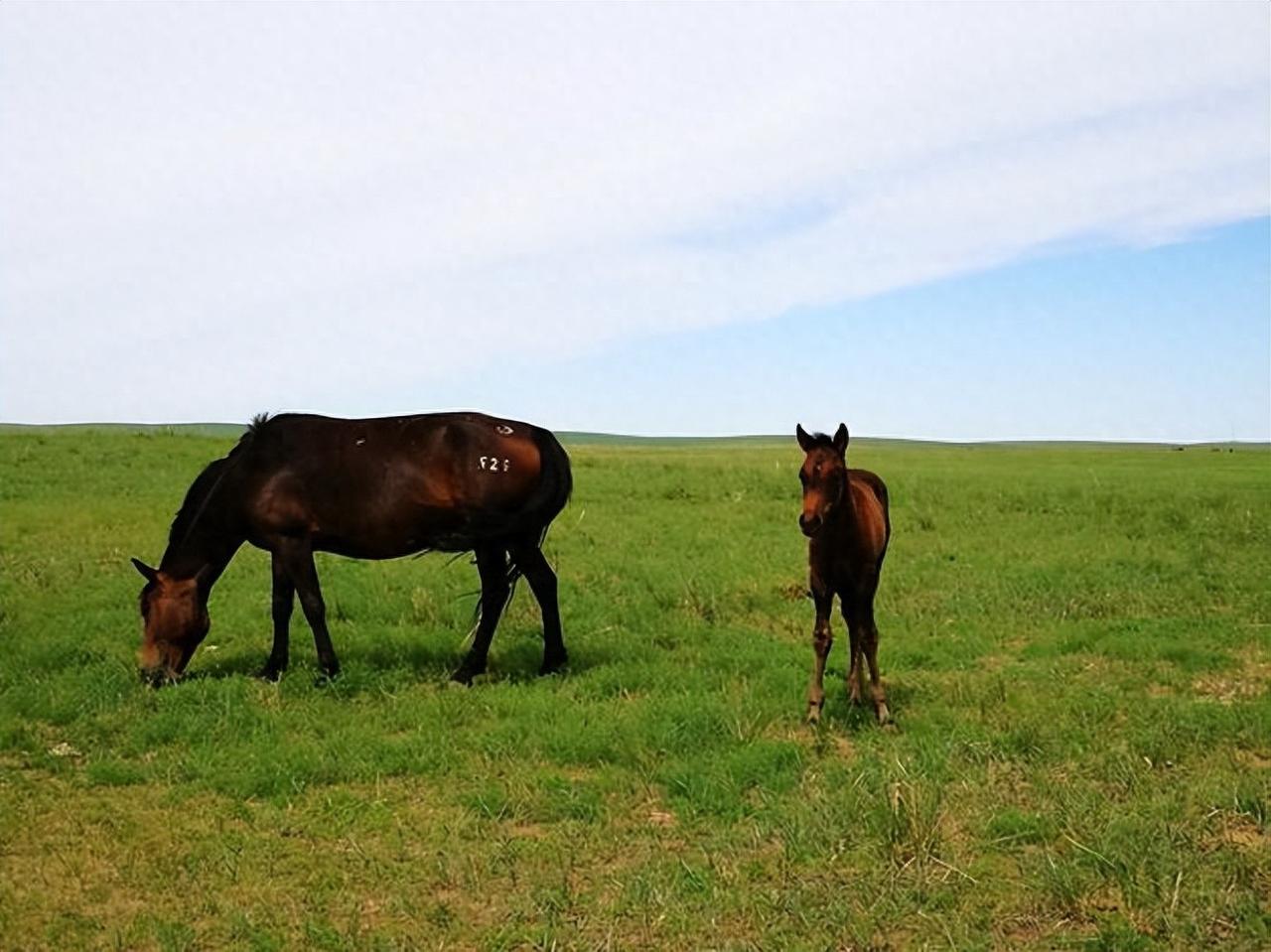 动物交配六亲不认，若雄性遇上自己母亲呢？马不欺母是不是真的？在《动物世界》里