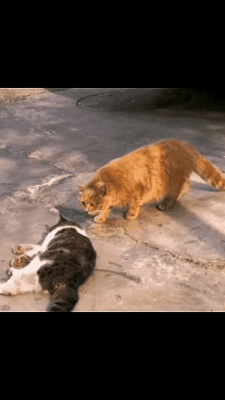 刷到这一幕，胸口像堵了块石头，半天缓不过来。不是什么轰轰烈烈的场景，就是街