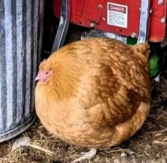 事情是这样的：一个小女孩把鸡画得太圆太肥，被美术老师评判不合格。孩子满心委屈