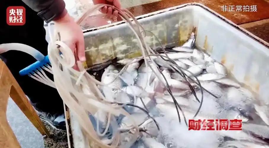 央视紧急曝光麻醉活鱼事件，4毫升就致命，餐厅杀手正在毒害老百姓 央视财经历经