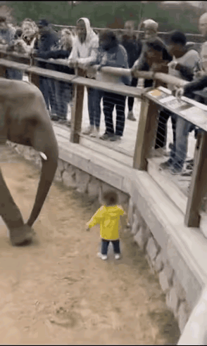 大象智商原来这么高[赞]社会百态