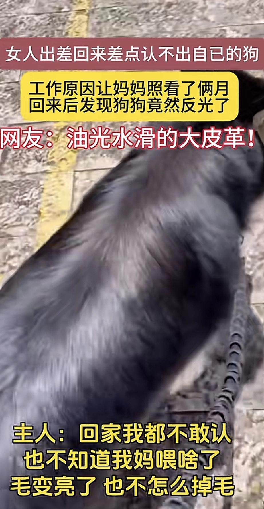 女子出差俩月，把狗交给妈妈照顾。工作结束回家，开门一看：差点没敢认！眼前这只