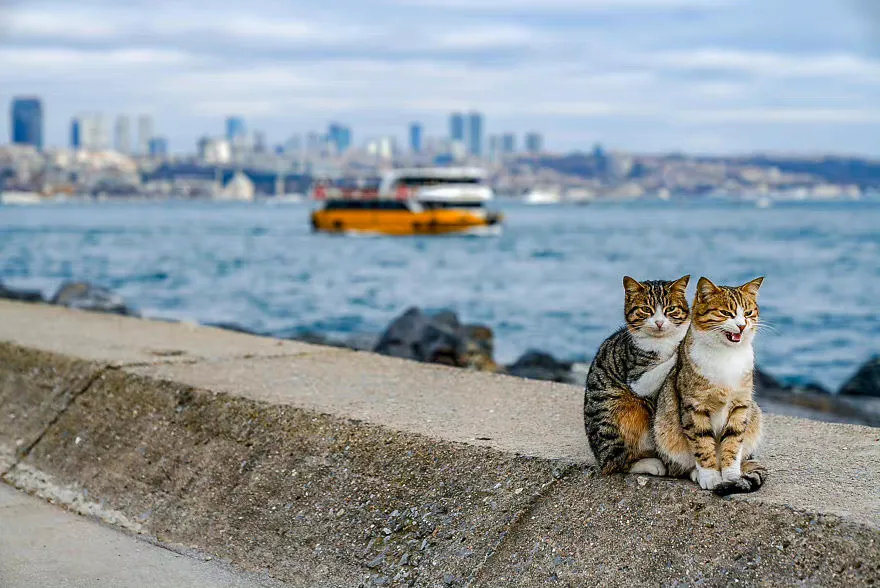 伊斯坦布尔的一对情侣·猫｜📷photobyOrin