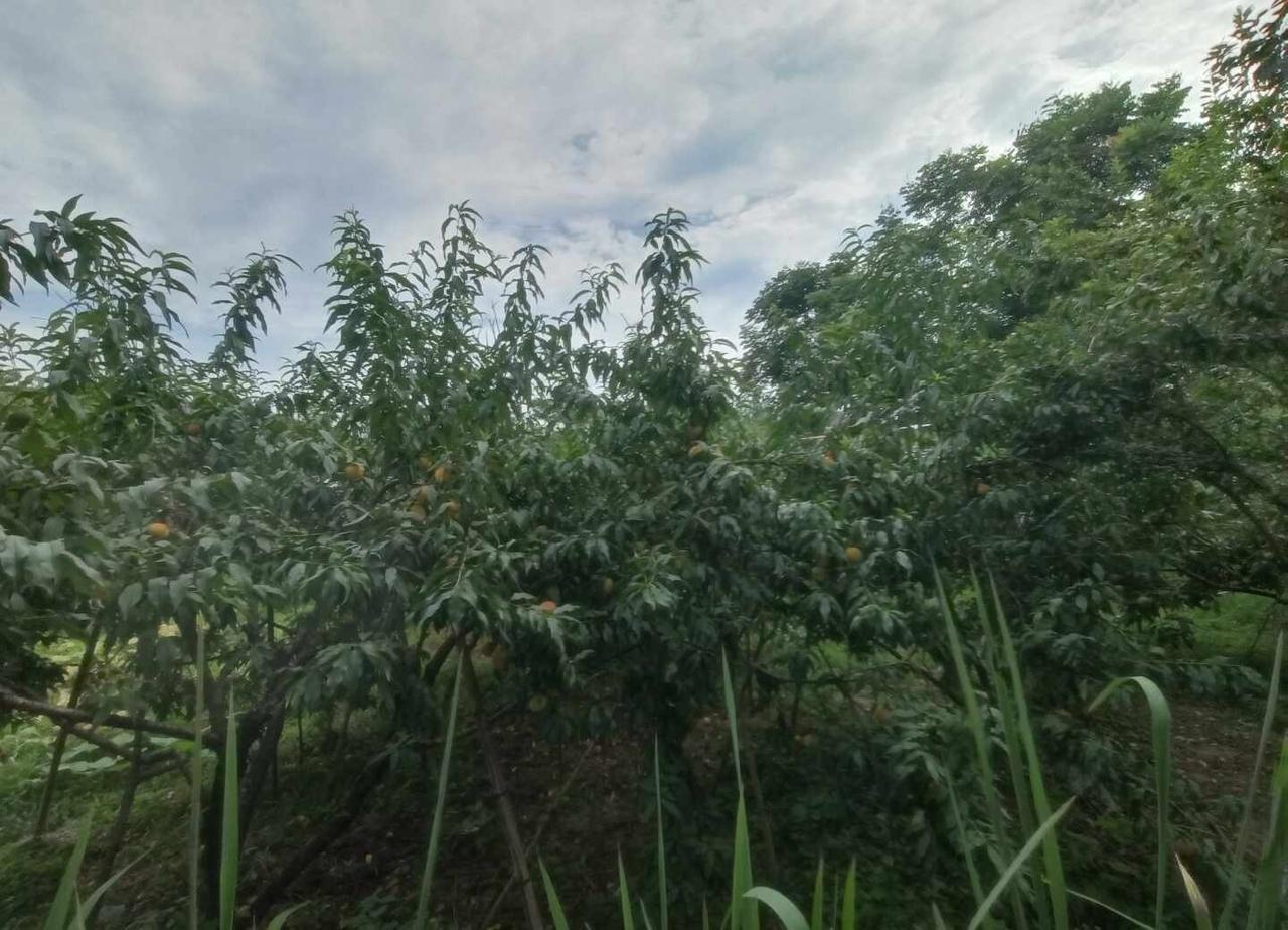 鸿蒙，用了就回不去的系统说真的，换鸿蒙之前我也犹豫过，毕竟用了好几年安卓，突然