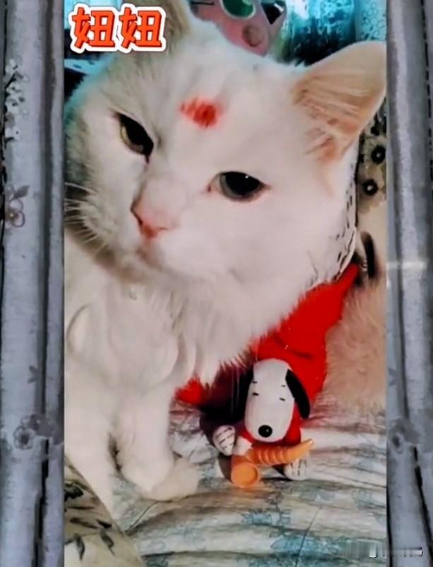 你养过流浪猫吗这三只是有影像的流浪猫被我救助的猫猫.准确的说，妞妞（第一张），九