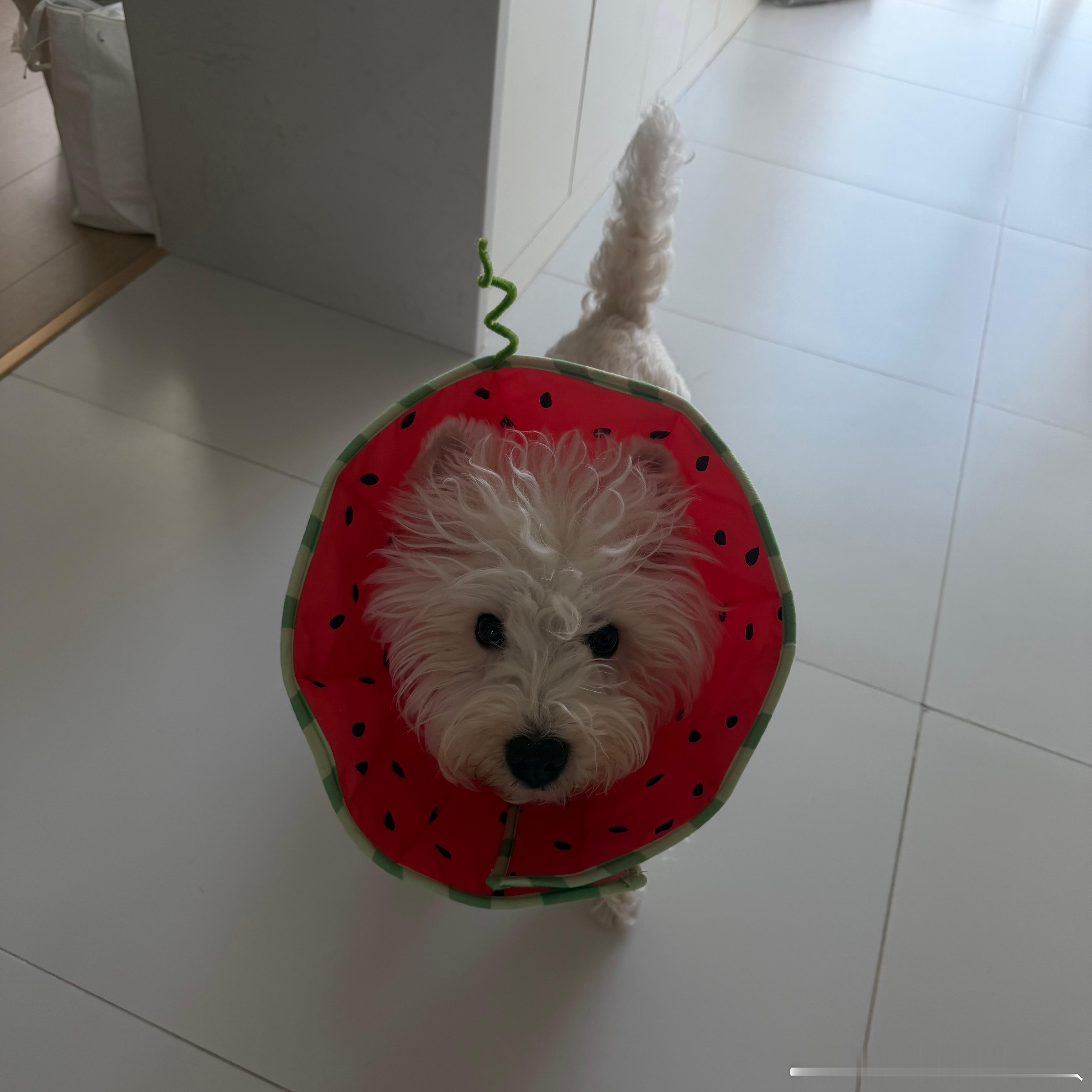 不呆好搞笑啊呆呆🐶这回西瓜地真的变成西瓜了​​​