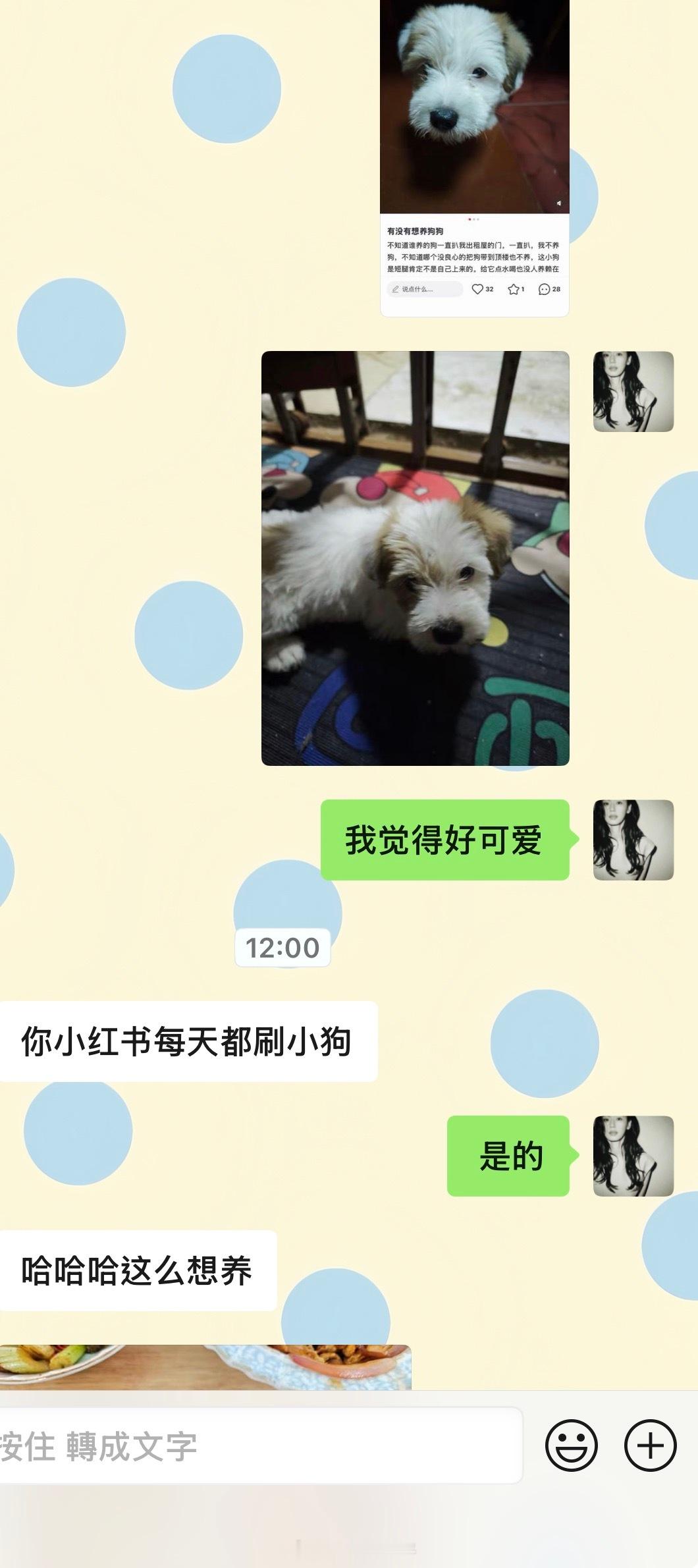 今日更新^_^本人又碰到想养的小狗了好萌好像史努比