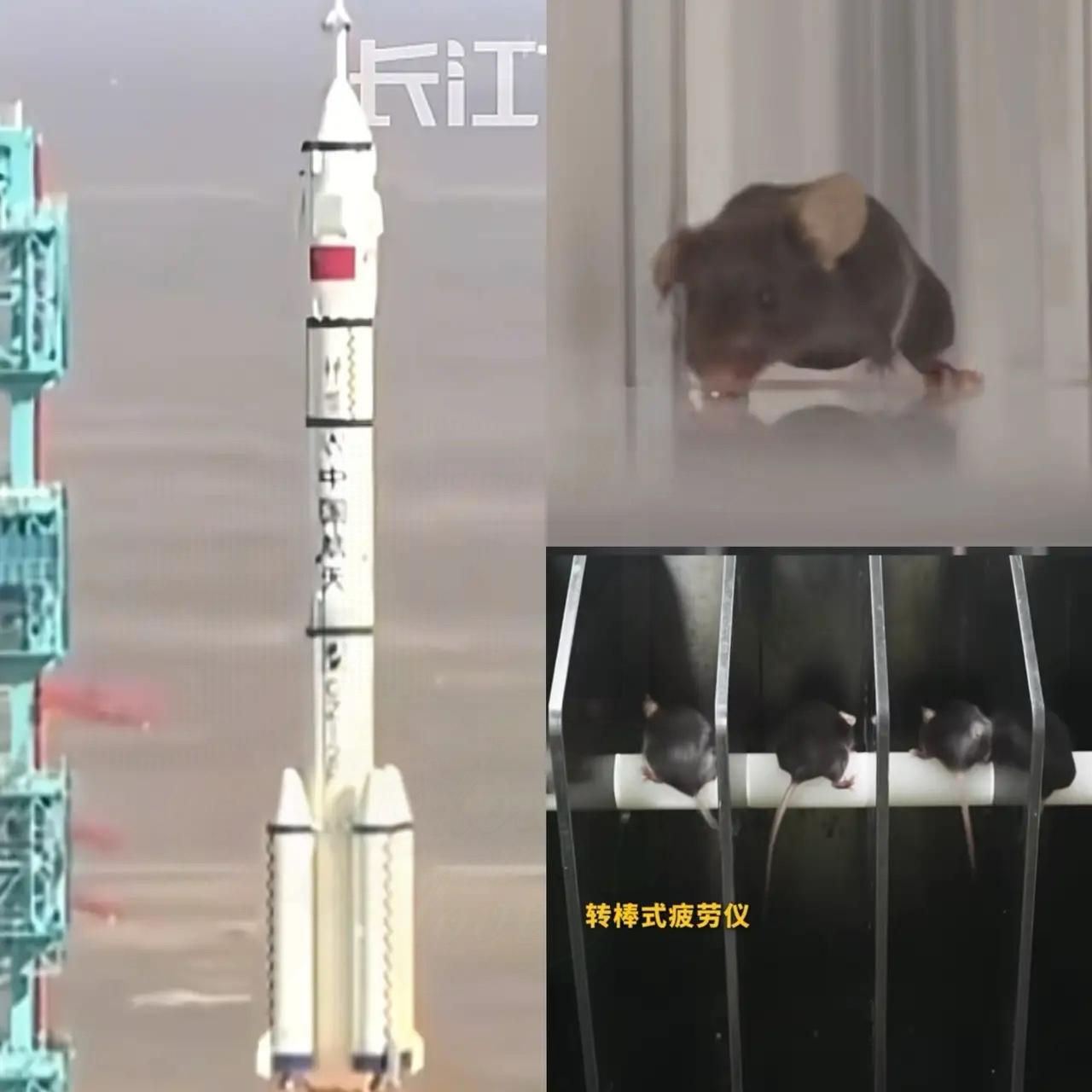 这下出名了,不仅中国,连全世界都知道了,除了三名航天员飞上太空,另外还有四只