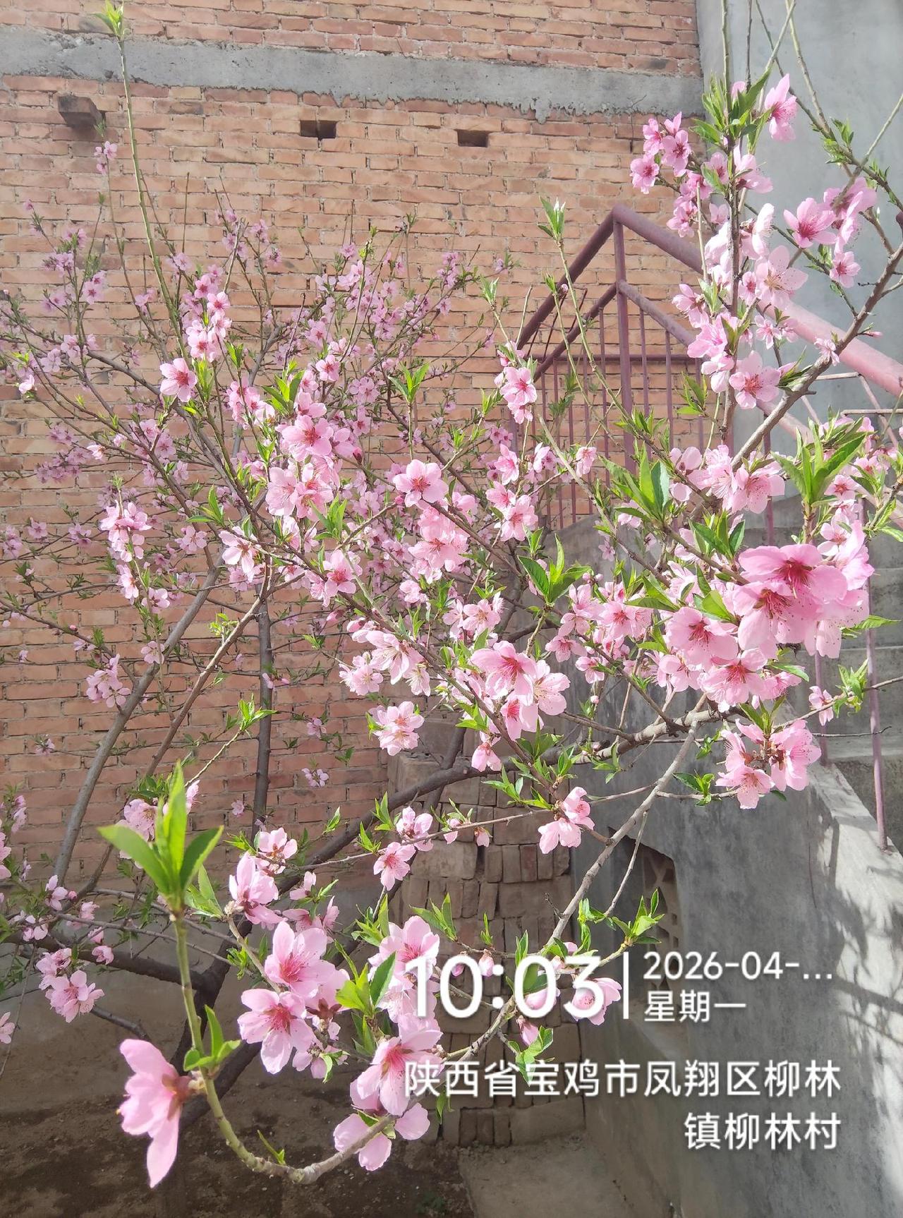 用镜头定格春日的美景一起感受春天的惬意时光