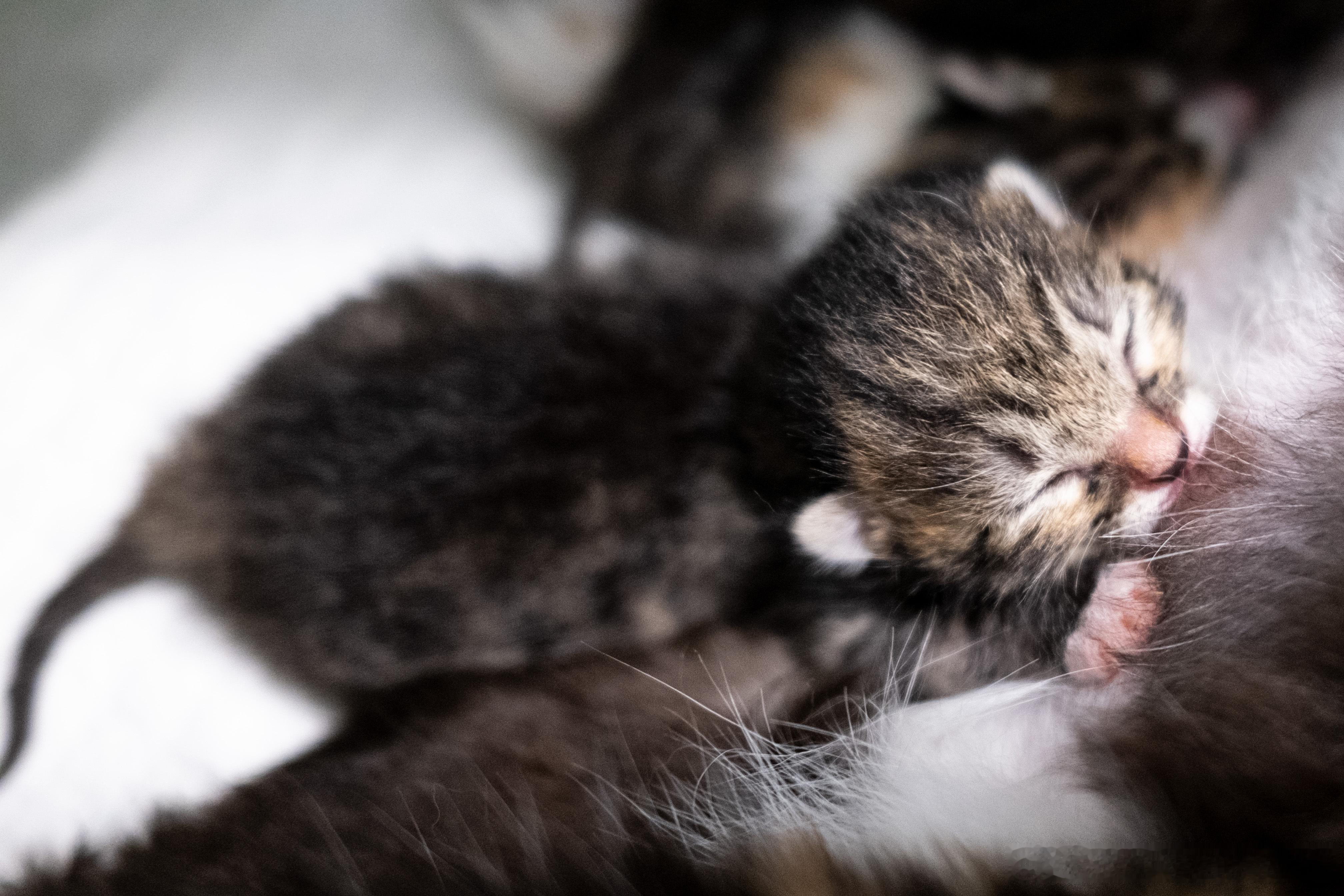 猫咪摄影5月20日出生的小宝贝们🐱寻找北京有缘的麻麻巴巴👩👨四只小可爱
