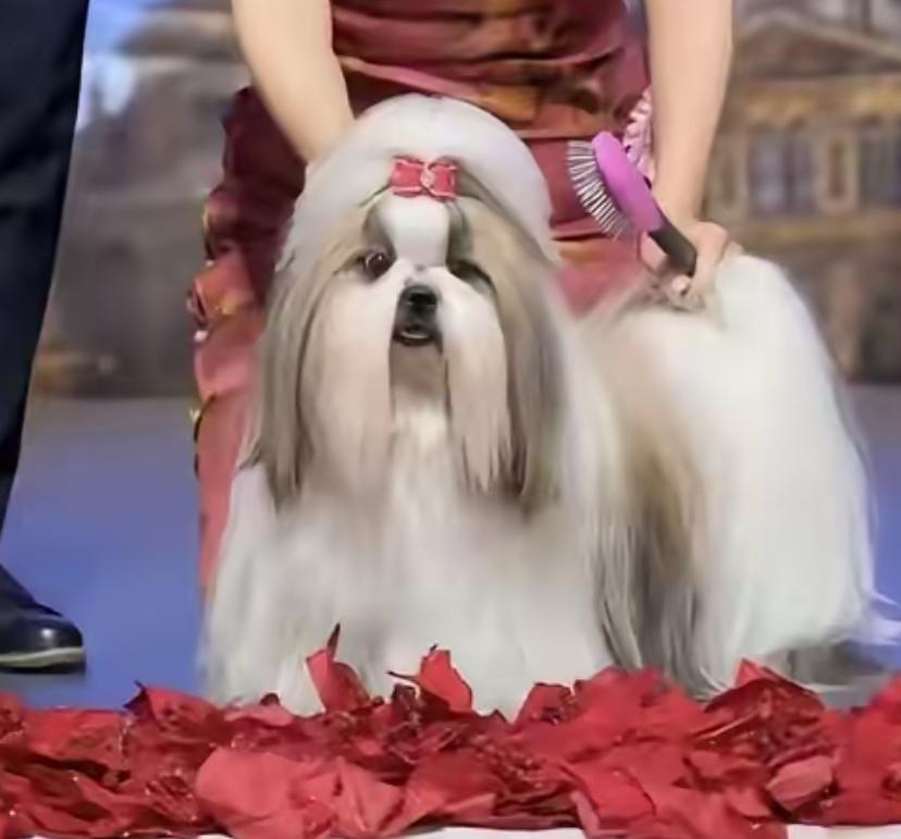 怎样培养一只狗拿“世界冠军”呢第一得血统纯正哪怕是国外不认的西施犬，在国内买