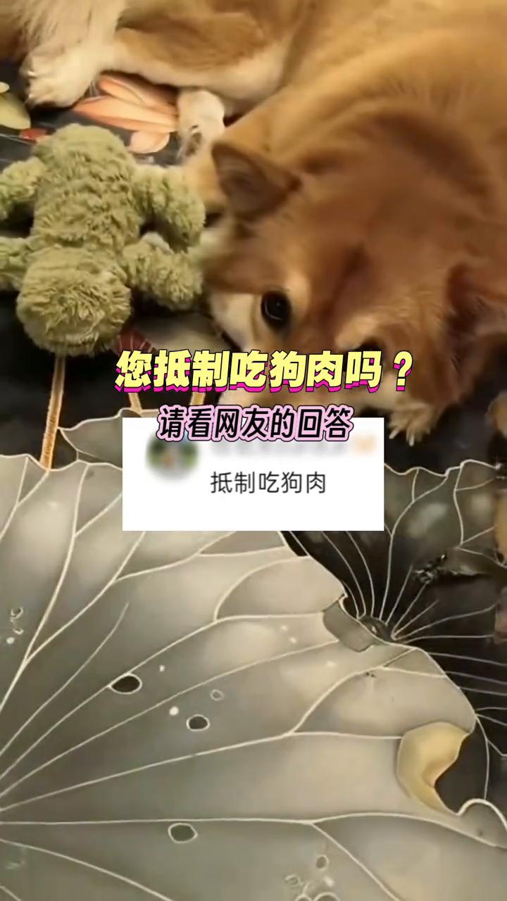 您抵制吃狗肉吗？请看网友的回答。抵制吃狗肉。