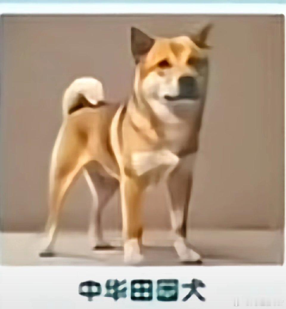 中华田园犬禁养凭什么中华田园犬不让养？陪伴了我们这么长时间的狗狗不让养了？气