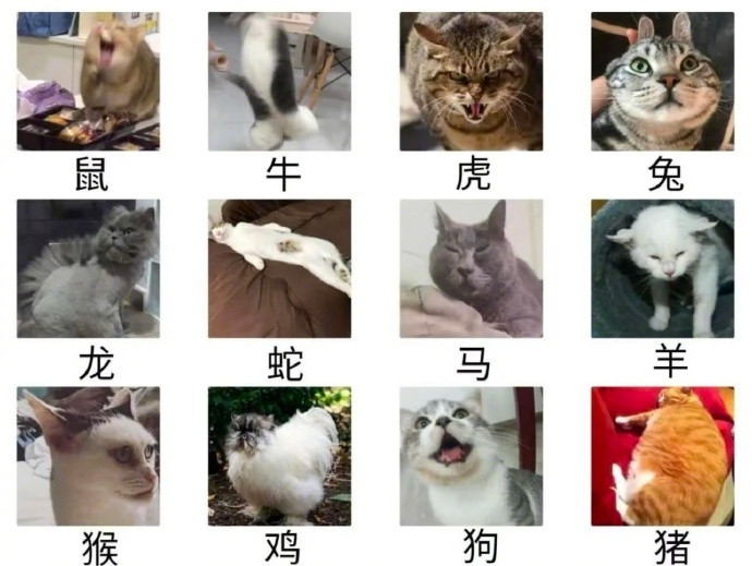 小猫咪版十二生肖​​​