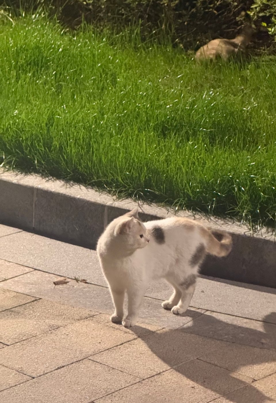 冬天终于过去了，小流浪们都开始出来溜达了。