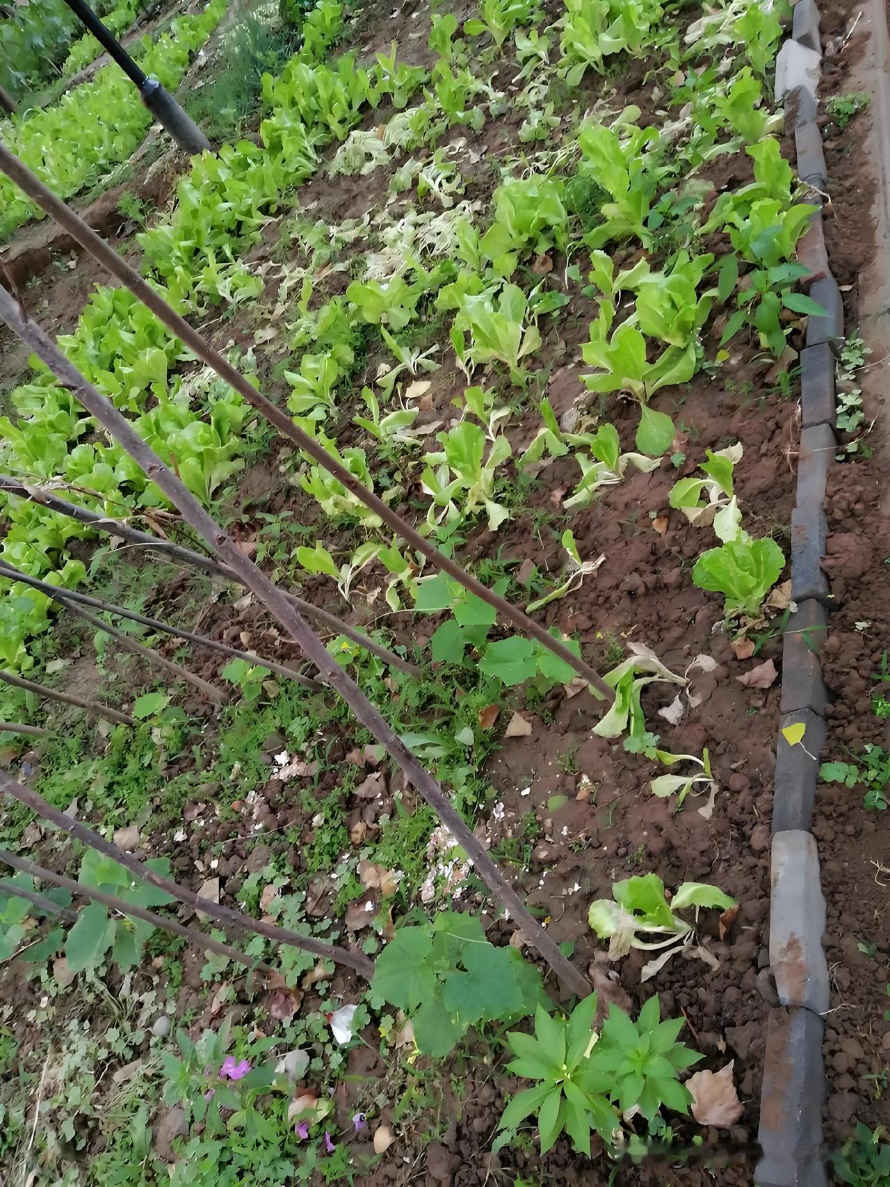 小菜园黄瓜套种生菜茼蒿，太实用了！刚移栽完黄瓜，看着地里光秃秃的，自家菜园
