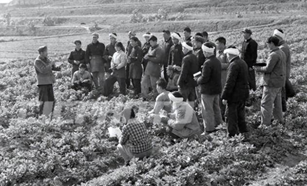 1972年，一名19岁的女社员下地劳作时，发现一棵卷心菜的菜叶被麻线紧紧缝